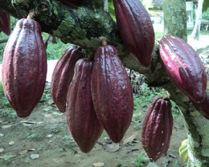 Buah Kakao di kebun petani dampingan BSP.Wasiat